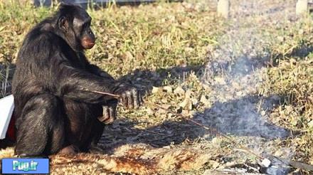 شامپانزه‌ اشپز