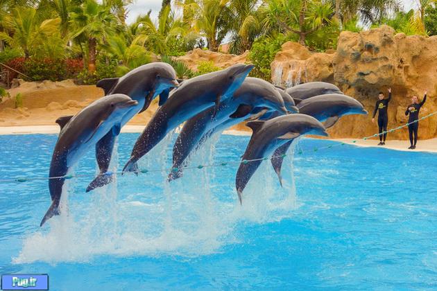 هند اسارت دلفین ها را ممنوع اعلام کرد
