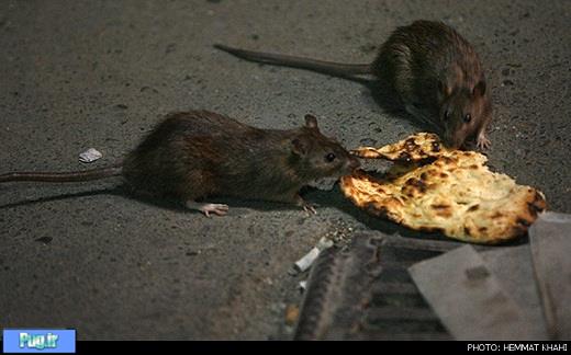 موش ها چاقتر از هر روز 