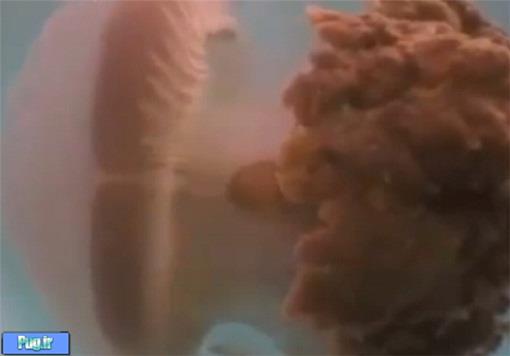 عروس دریایی مرگ آور در استرالیا+تصویر