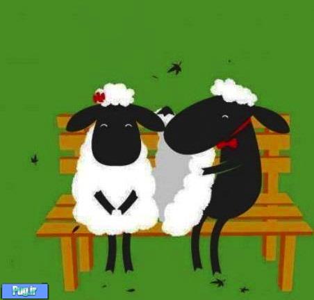 عشقولانه گوسفندی 