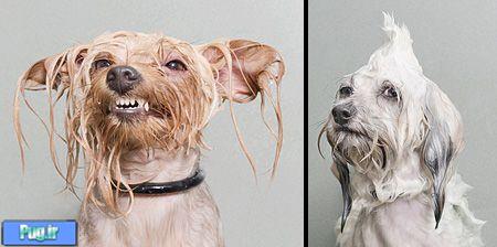 وقتی سگ ها خیس میشند ! 