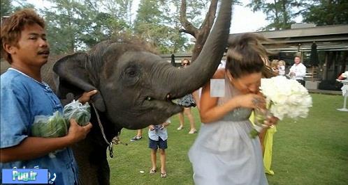 شوخی هولناک فیل با تازه عروس
