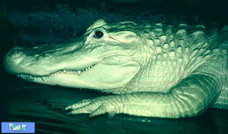 تمساح آمریکایی Alligator mississippiensis