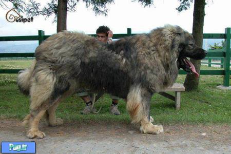 بزرگترین سگ چوپان قفقازی