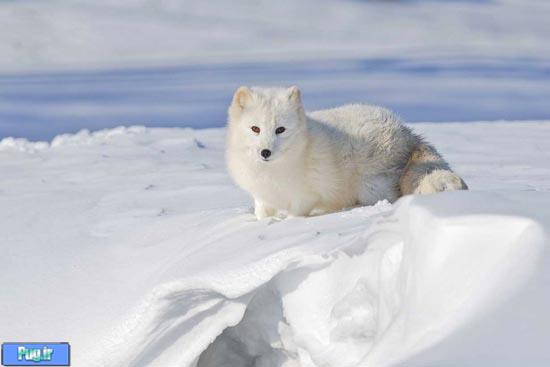 تجارت تراژیک روباه قطبی 