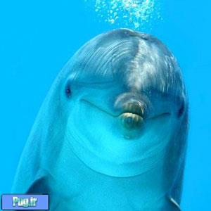 lمترجم زبان دلفین ها 