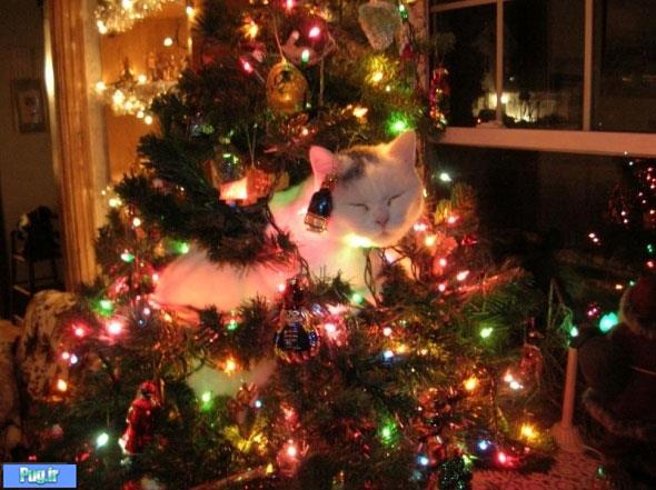 کریسمس و گربه ها 