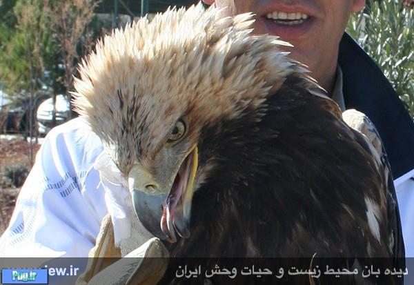 بازداشت عاملین شلیک به یک عقاب طلایی