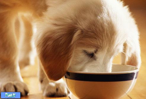 روش عادت دادن سگ های بالغ به غذای خشک