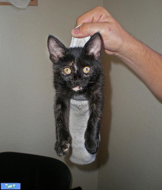 گربه ها تو جوراب  ! 
