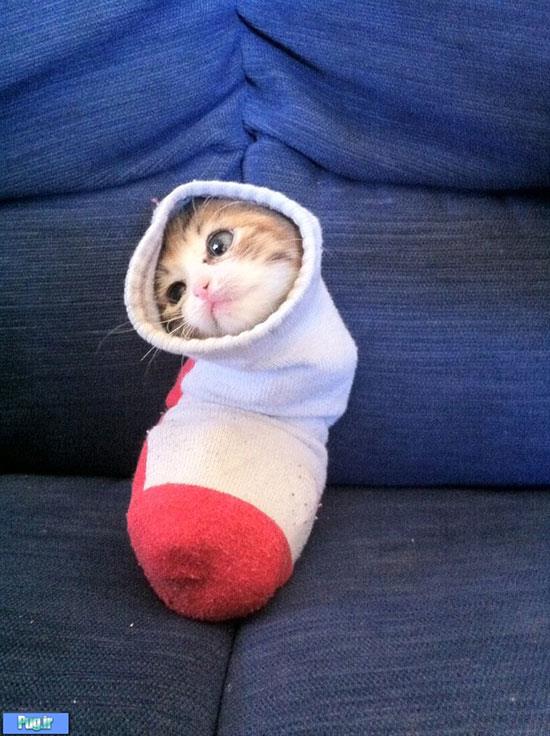 گربه ها تو جوراب  ! 