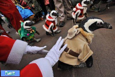 پنگوئن ها و کریسمس در کره 