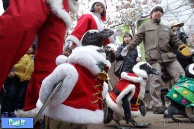 پنگوئن ها و کریسمس در کره 