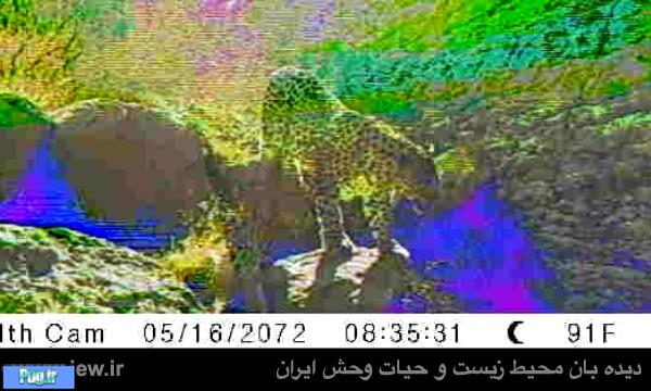 از ۲ قلاده پلنگ ایرانی در سرخس تصویربرداری شد