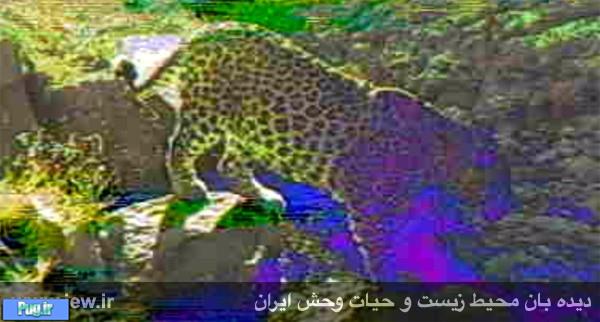 از ۲ قلاده پلنگ ایرانی در سرخس تصویربرداری شد
