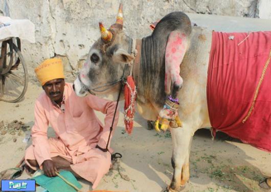 معجزه گاو پنج پا در هند‍‍!