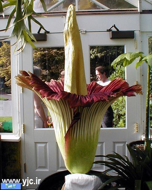 عجیب ترین گیاهان دنیا 