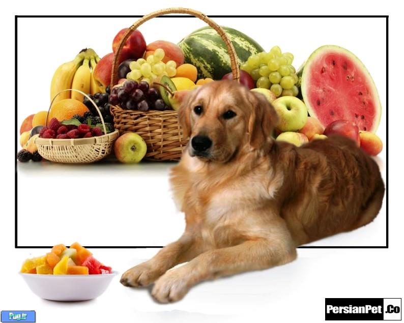 میوه هایی که برای سگها مناسب می باشند.