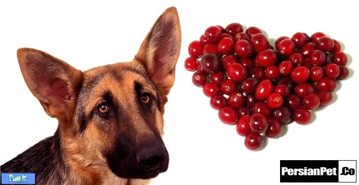 انواع توت ها در جیره غذایی سگ ها 