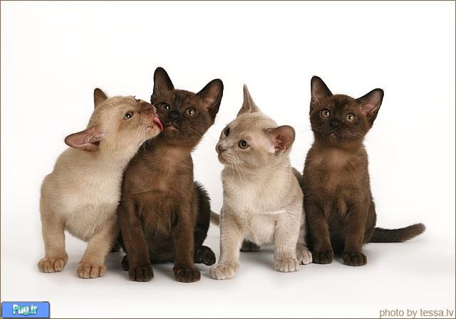 نژاد گربه های موکوتاه