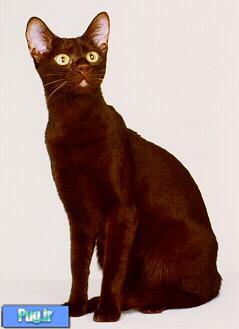 گربه قهوه ای- بلوطی هاوانا 