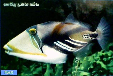 ماهی های آکواریومی آب شور