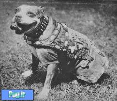 stubby یکی از معروفترین سگ های جهان