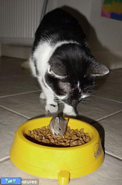 گربه ای که از موش می ترسد!