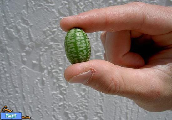 کوچکترین هندوانه جهان 