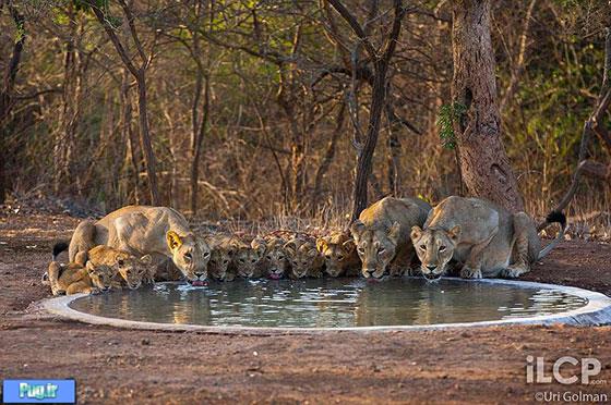 اخرین شیر های آسیایی در جنگل های هندوستان