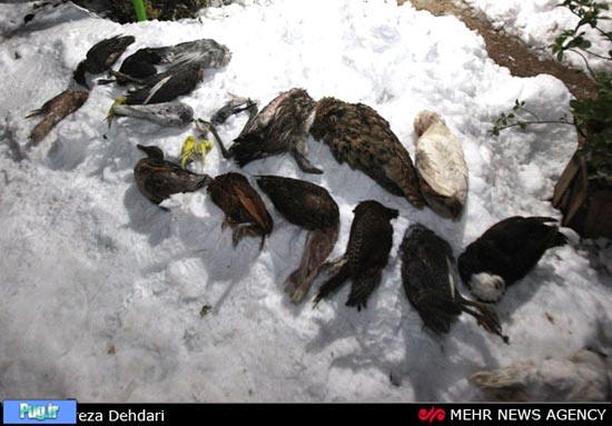 پرندگان باغ پرندگان شیراز یخ زدند 