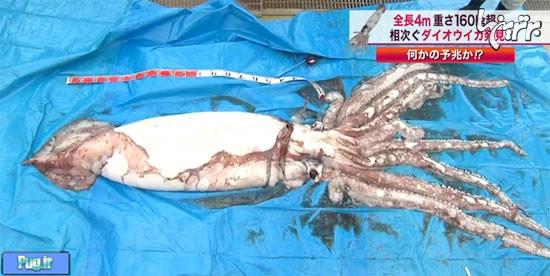 عظیم ترین ماهی مرکب در ژاپن