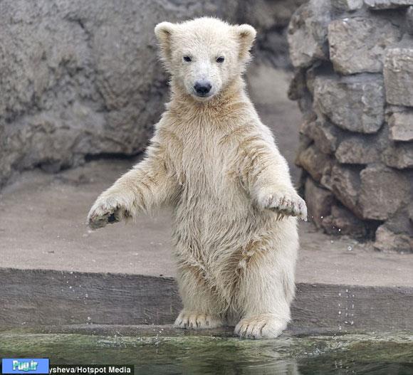 خرس یوگا کار در باغ وحش مسکو