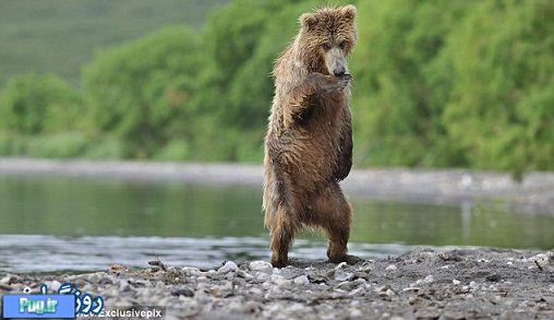 رقص یک خرس 