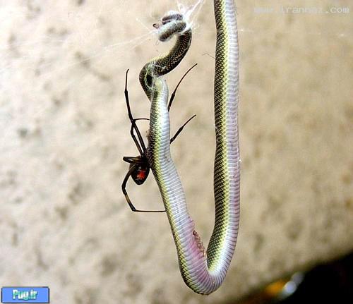 شکار باورنکردنی یک مار بزرگ توسط عنکبوت