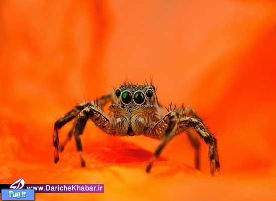 حقایقی در مورد چشمان عنکبوت