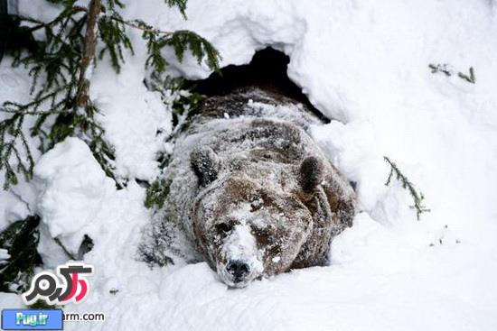 حیوانات در زمستان چگونه خود را گرم میکنند