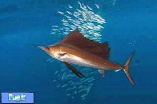 سریعترین ماهی جهان