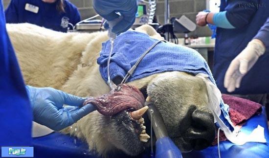 خرس قطبی به دندانپزشكی مي‌رود