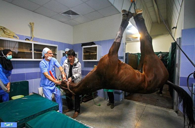 دردسرهای دیدنی جراحی بر روی پای اسب