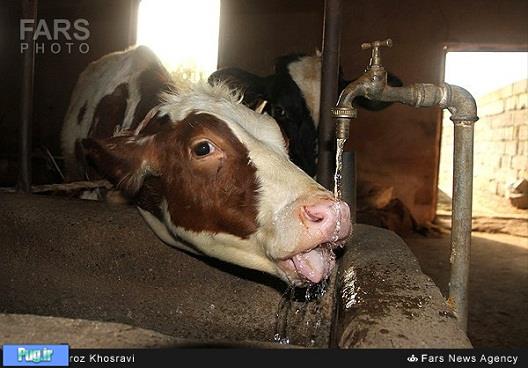  آب خوردن جالب یک گاو