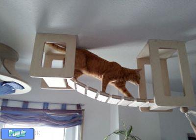 خانه ای رویایی برای گربه ها 