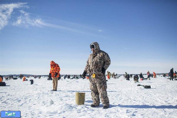 کستار ماهی ها در هوای یخ