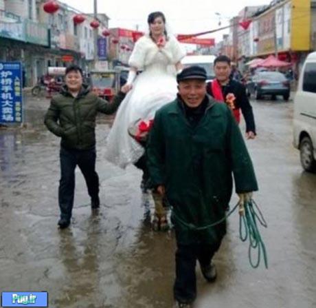 عروسی که با گاو به خانه بخت رفت 