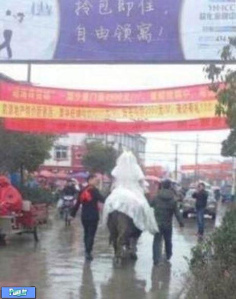 عروسی که با گاو به خانه بخت رفت 
