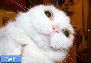 عکس های جدید از اسنوپی بامزه ترین گربه دنیا 