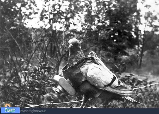 کبوترهای جاسوس جنگ جهانی
