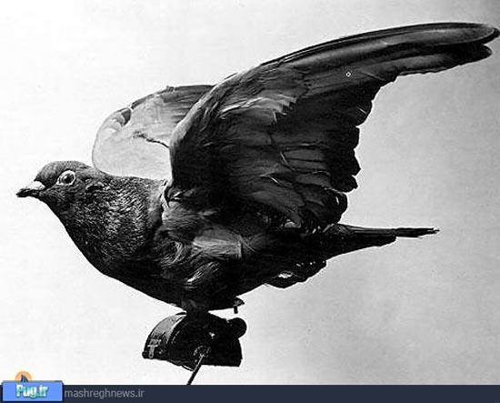 کبوترهای جاسوس جنگ جهانی