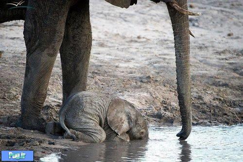 بچه فیل نمی تواند آب بخورد!